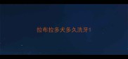 拉布拉多犬多久洗牙