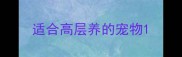 适合高层养的宠物
