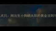 科学护理新生儿犬只刚出生小狗晒太阳的黄金法则与风险防控指南