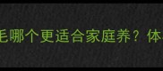 英系金毛vs美系金毛哪个更适合家庭养体格性格饲养全对比