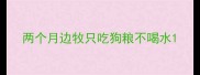 两个月边牧只吃狗粮不喝水