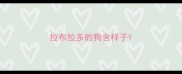 拉布拉多的狗舍样子