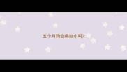 五个月狗会得细小吗