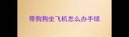 带狗狗坐飞机怎么办手续