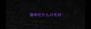 猫咪吃什么对毛好