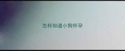 怎样知道小狗怀孕