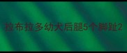 拉布拉多幼犬后腿5个脚趾