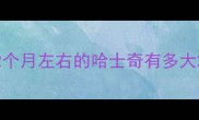 2个月左右的哈士奇有多大