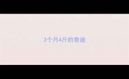 3个月4斤的泰迪