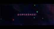 金毛掉毛家里有宝宝