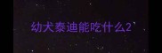 幼犬泰迪能吃什么