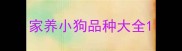 家养小狗品种大全