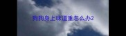 狗狗身上味道重怎么办