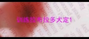 训练拉布拉多犬定