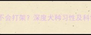 拉布拉多会不会打架深度犬种习性及科学应对方法