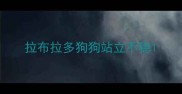 拉布拉多狗狗站立不稳