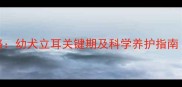 德牧立耳全攻略幼犬立耳关键期及科学养护指南附护理步骤