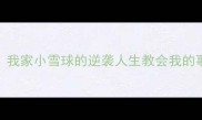 混血哈士奇性格更像金毛我家小雪球的逆袭人生教会我的事附混血哈士奇养护指南