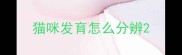 猫咪发育怎么分辨