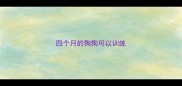 四个月的狗狗可以训练