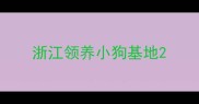 浙江领养小狗基地