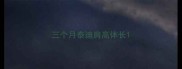 三个月泰迪肩高体长