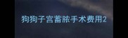 狗狗子宫蓄脓手术费用