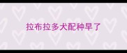 拉布拉多犬配种早了