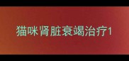 猫咪肾脏衰竭治疗