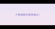 小泰迪脸长是泰迪么