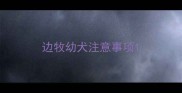 边牧幼犬注意事项