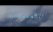 狗打疫苗前洗澡了