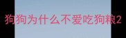 狗狗为什么不爱吃狗粮