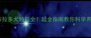 拉布拉多犬特征全超全指南教你科学养宠