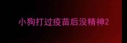 小狗打过疫苗后没精神