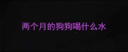 两个月的狗狗喝什么水