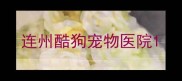 连州酷狗宠物医院