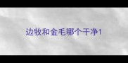 边牧和金毛哪个干净