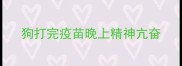 狗打完疫苗晚上精神亢奋