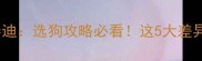 巨型泰迪VS小型泰迪选狗攻略必看这5大差异决定你家能否养