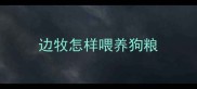 边牧怎样喂养狗粮
