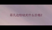 菲凡边牧幼犬什么价格