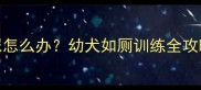 五个月大金毛憋不住尿怎么办幼犬如厕训练全攻略附科学解决方案