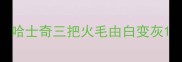 哈士奇三把火毛由白变灰