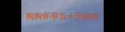 狗狗怀孕五十天症状
