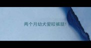 两个月幼犬爱咬裤腿