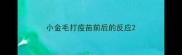小金毛打疫苗前后的反应