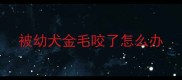 被幼犬金毛咬了怎么办