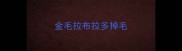 金毛拉布拉多掉毛