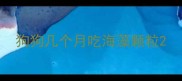 狗狗几个月吃海藻颗粒